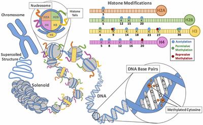 Stress and the Emerging Roles of Chromatin Remodeling in Signal Integration and Stable Transmission of Reversible Phenotypes